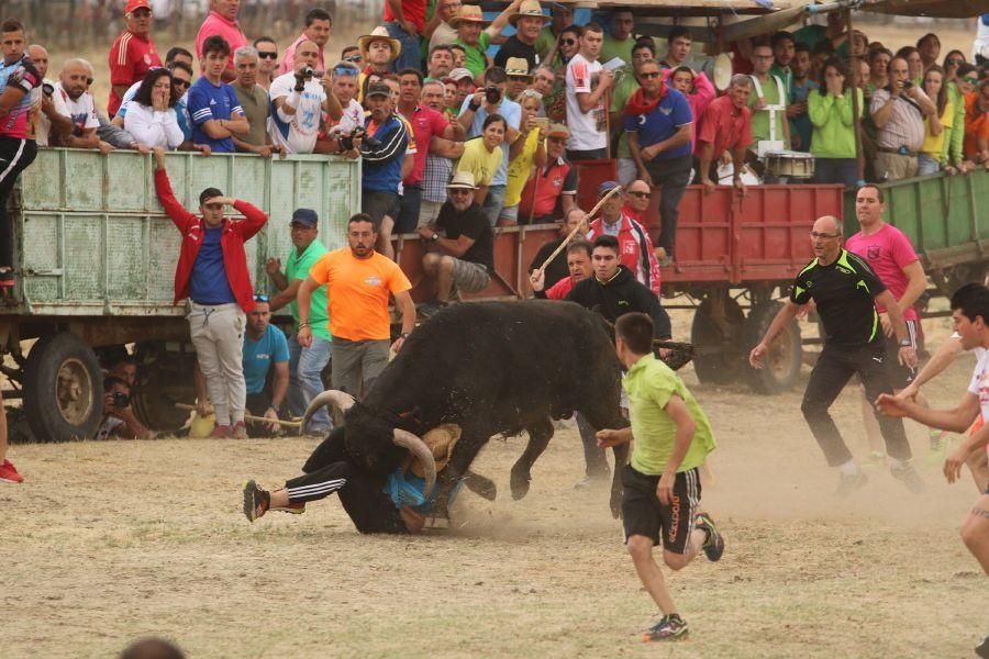 Segundo encierro taurino en Guarrate