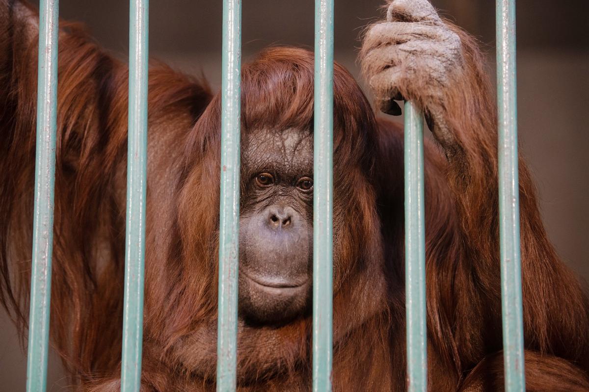 Orangután enjaulado