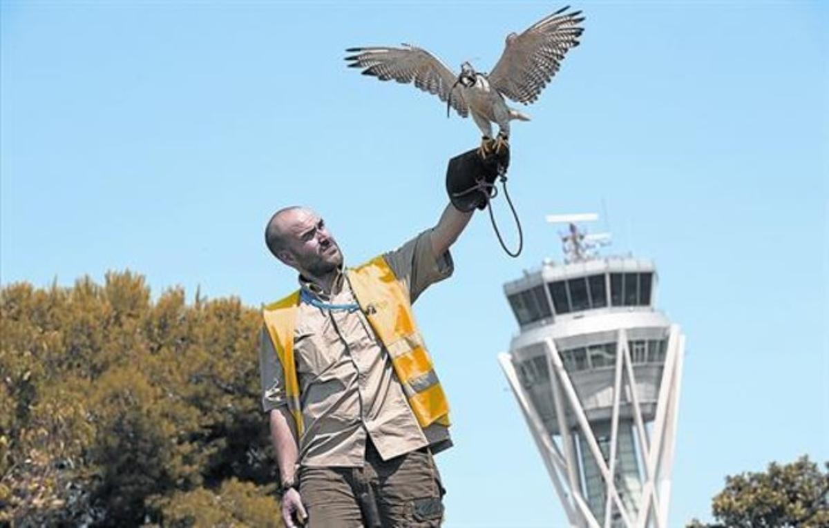 Víctor Martín, del Centre de Falcons BCN, amb un exemplar entrenat a l’aeroport del Prat, aquest estiu.