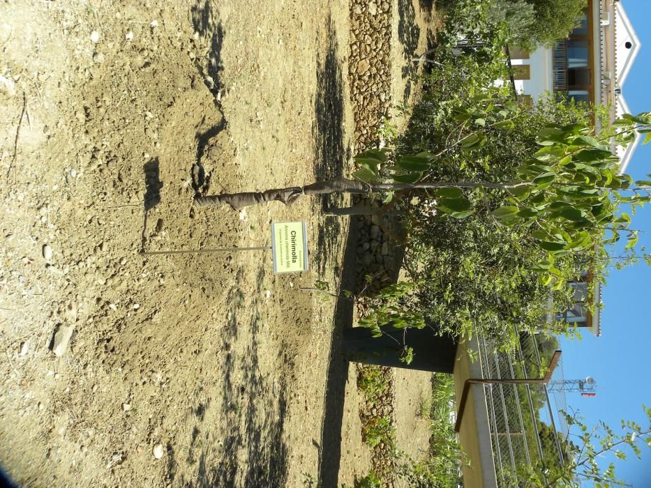 El Jardín Botánico Detunda-Cueva de Nerja, enmarcado en el Parque Natural de las Sierras Tejeda, Almijara y Alhama, alberga 200 especies de flora extraña sobre una superficie de 2,6 hectáreas.