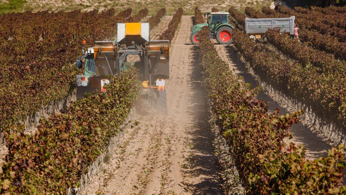 Recolección mecanizada de uva en campos de la Foia de Castalla.