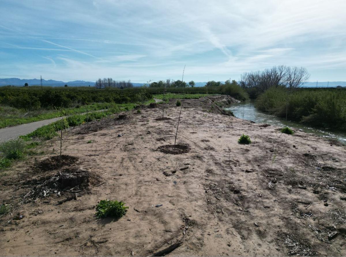 Uno de los tramos del Xúquer en que se ha sustituido la caña invasora por vegetación autóctona.