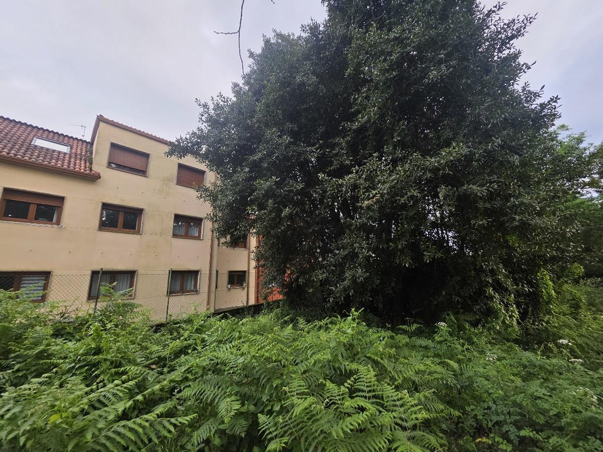 La proliferación de maleza que afecta a los edificios de la calle de Vista Alegre.