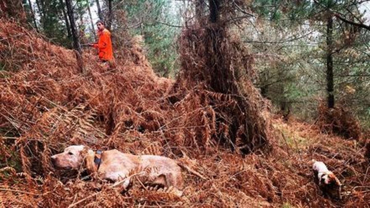 Un cazador con sus perros en una batida en la Comunidad valenciana.