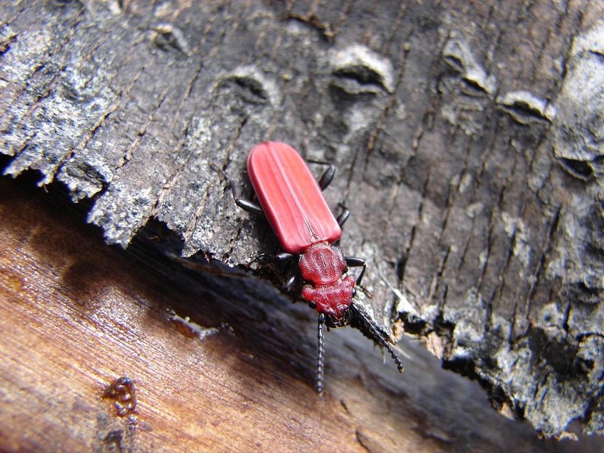El insecto suele vivir en troncos de árboles muertos