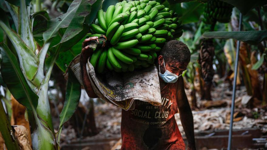 Un agricultor lleno de ceniza recoge una piña de plátanos.