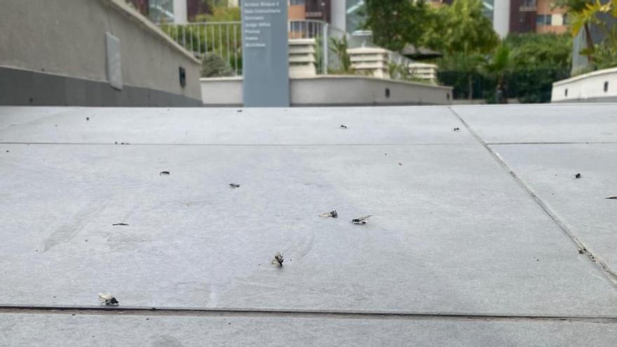 Algunos de estos insectos por las calles de Alicante.