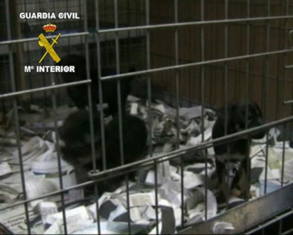 Descubiertos cien cachorros muertos en Cáceres
