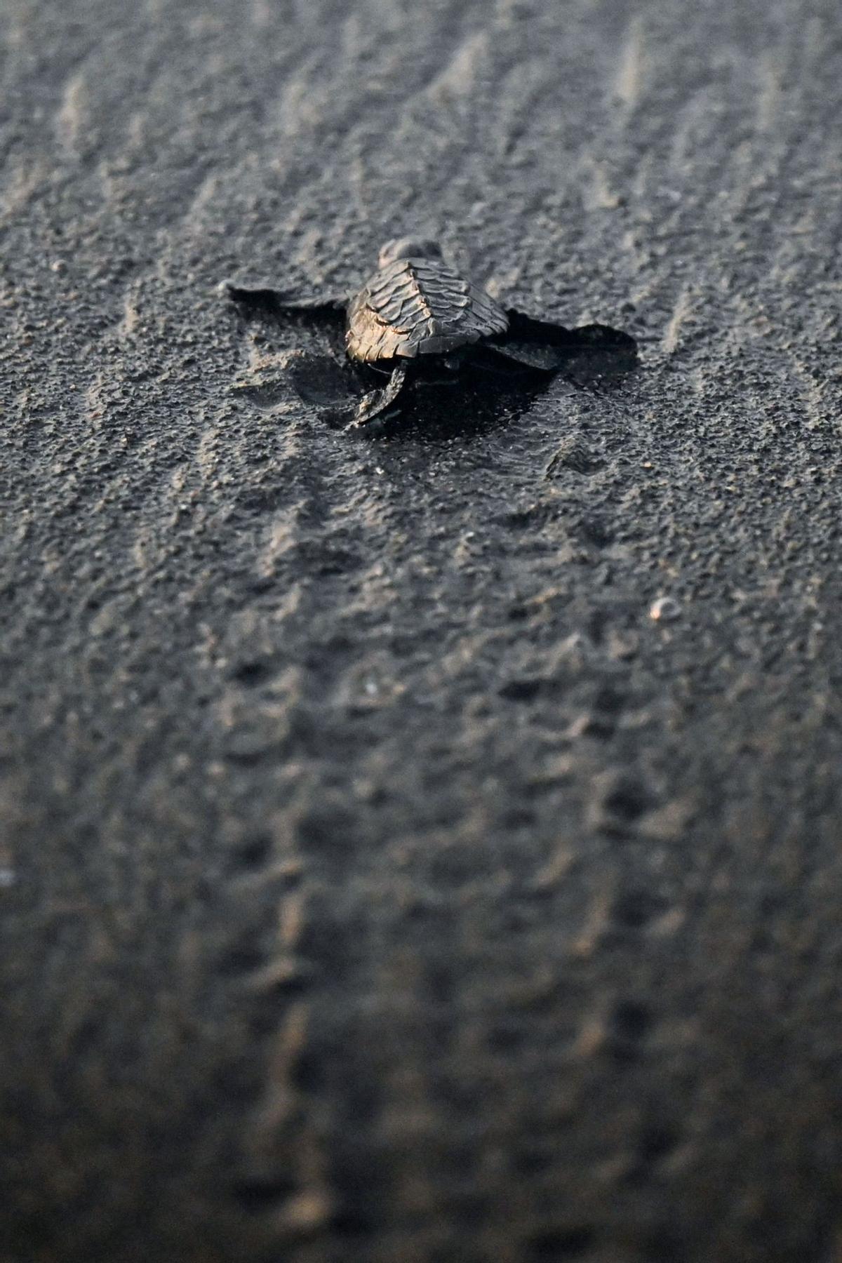 Crías de tortuga negra (Chelonia mydas agassizzii) se dirigen hacia el mar tras de ser liberadas en la playa de Sipacate, a unos 135 km al sur de Ciudad de Guatemala, el 19 de octubre de 2022.