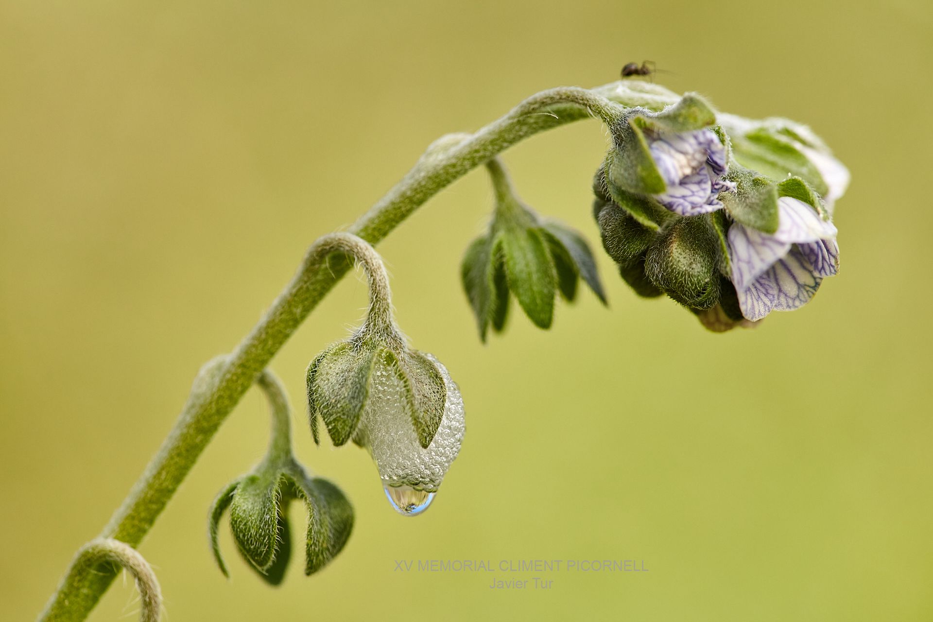 Primer finalista de la categoría 'Flora'.