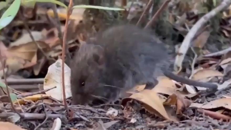 Cuatro contactos del turista francoargentino con hantavirus, aislados en tres comunidades
