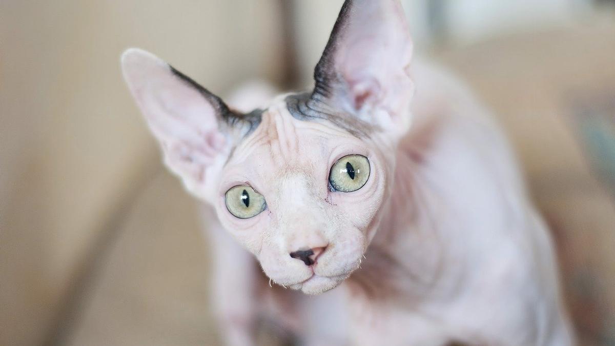 Gato esfinge, una de las razas consideradas como de las más agresivas que existen.