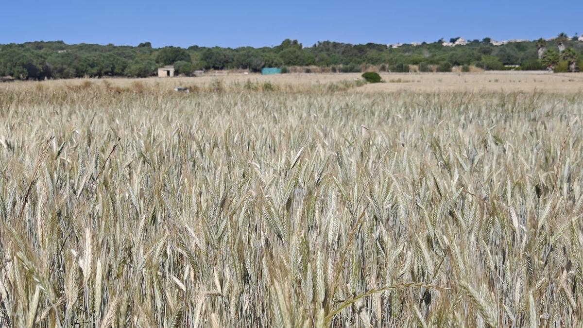 FOTOS | El campo experimental de cereales y forrajes en Maria, en imágenes