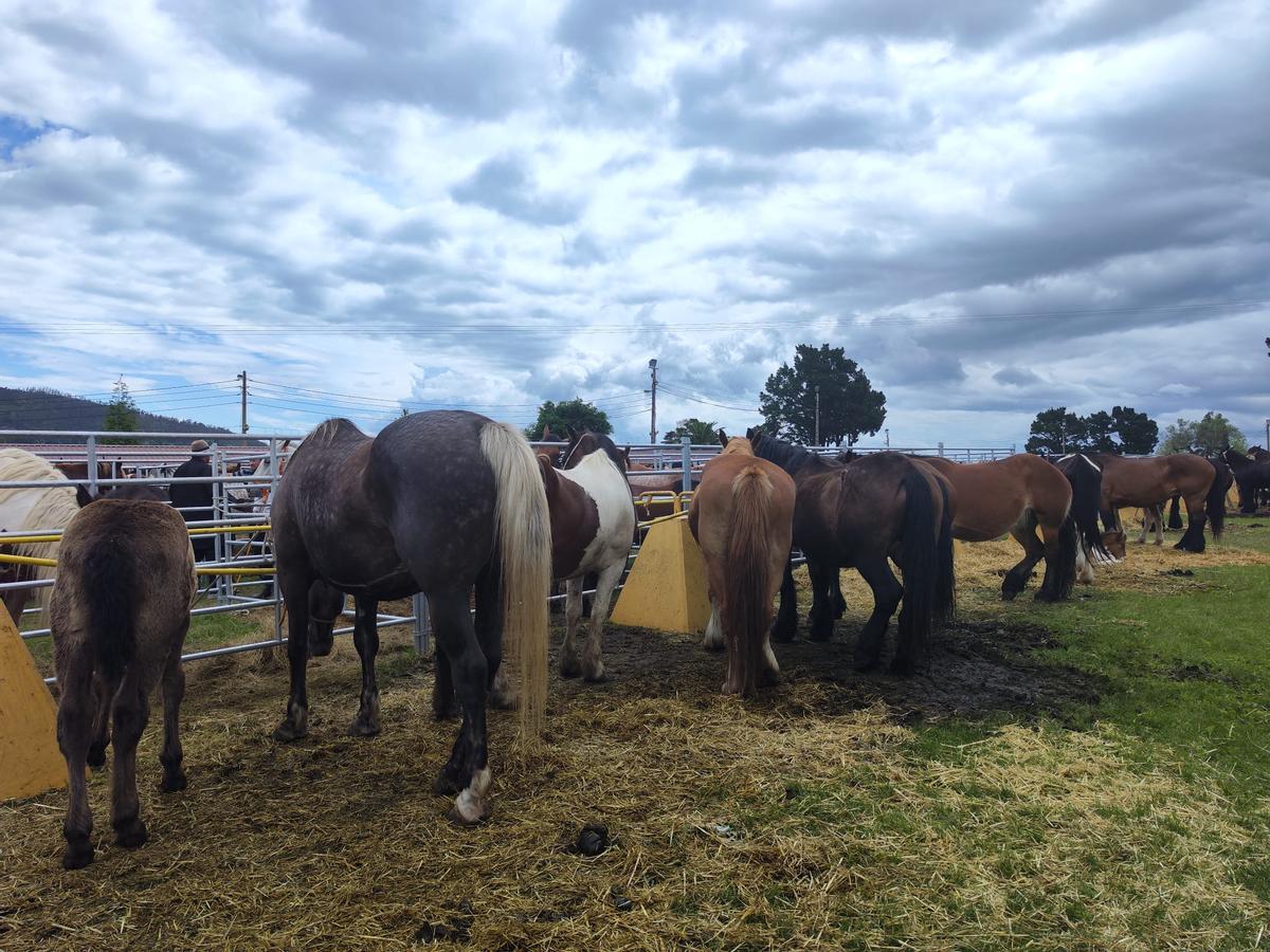 La yegua estrella de la feria de Llanera, en imágenes