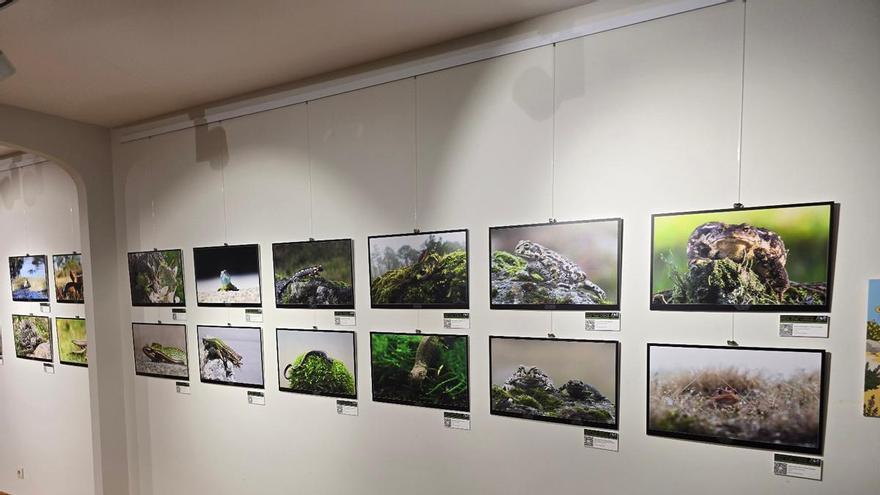Del ciervo volante a la cobra de agua viperina: los disparos (fotográficos) de un militar que documenta la fauna de Muros-Noia