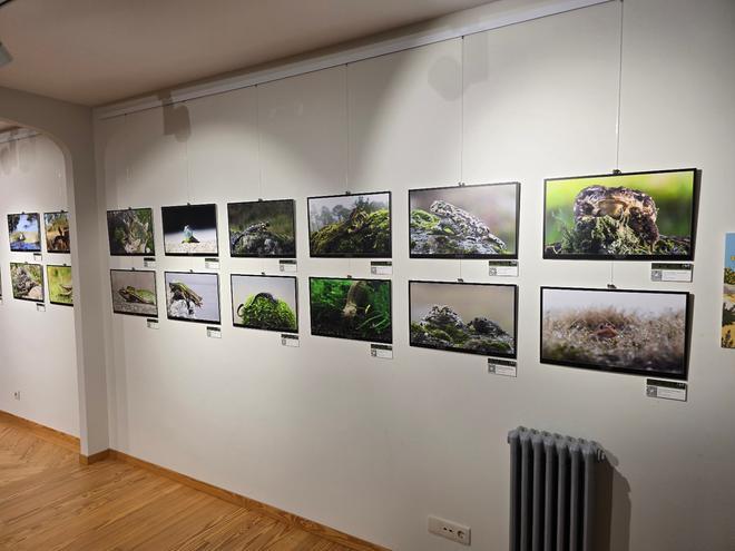 Del ciervo volante a la cobra de agua viperina: los disparos (fotográficos) de un militar que documenta la fauna de Muros-Noia