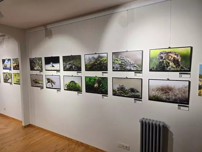 Del ciervo volante a la cobra de agua viperina: los disparos (fotográficos) de un militar que documenta la fauna de Muros-Noia