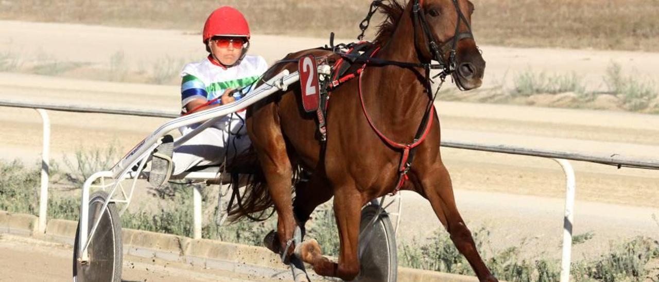 Jeroni Fuster, a las riendas de Venc de Boko, en su victoria del pasado domingo en Manacor.