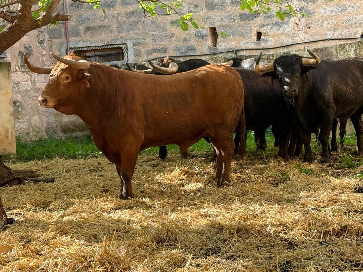 Los toros, a su llegada a los corrales de Inca