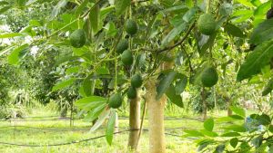 El aguacate es un gran consumidor de agua