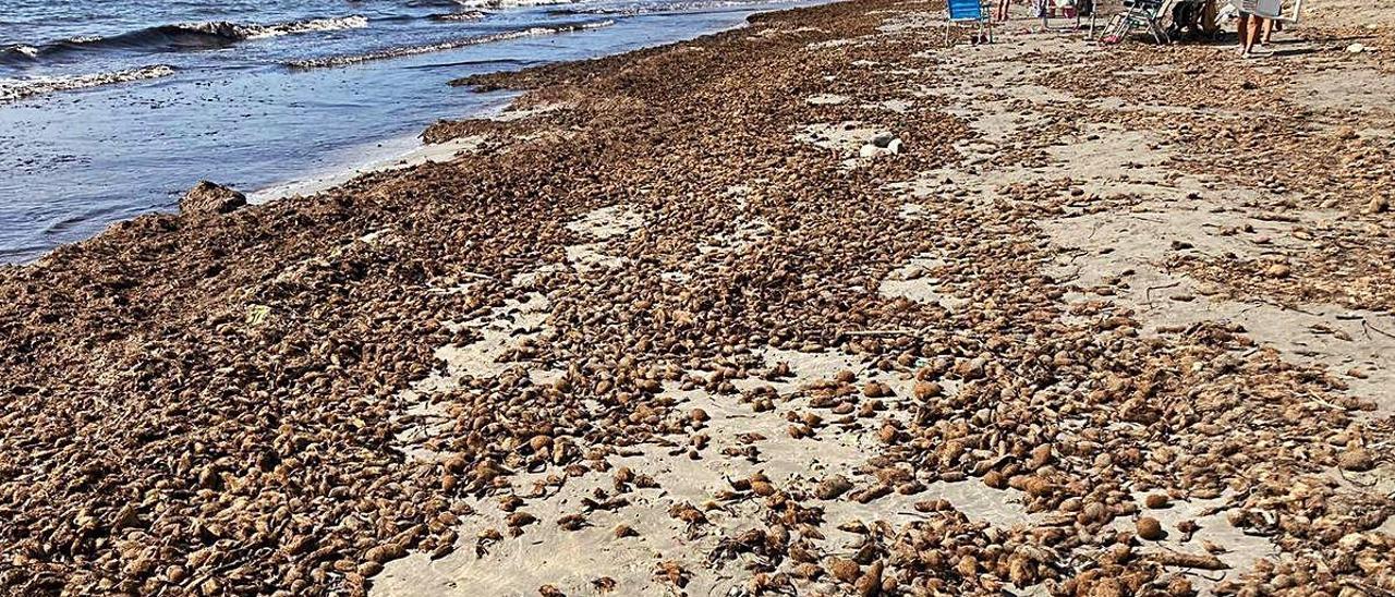 La acumulación de algas en la playa de La Almadraba ha empeorado con el temporal de estos días.