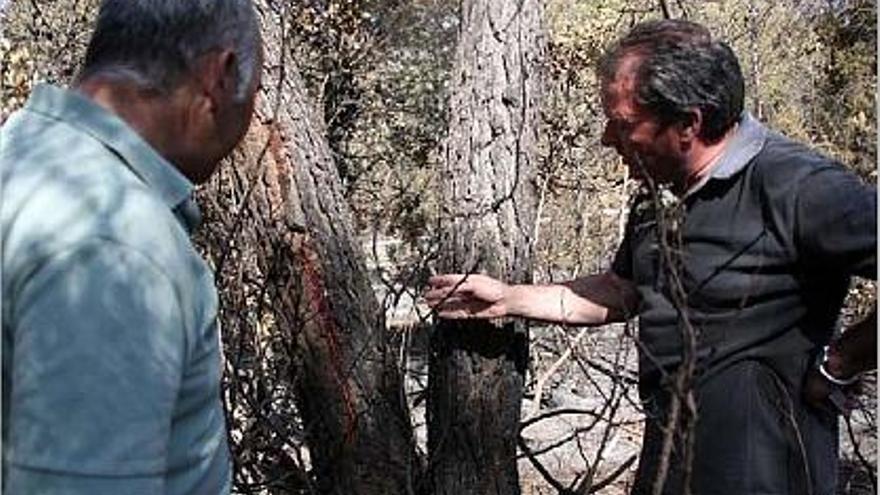 Els agents forestals mostren la marca que va deixar el llamp en aquest pi blanc.