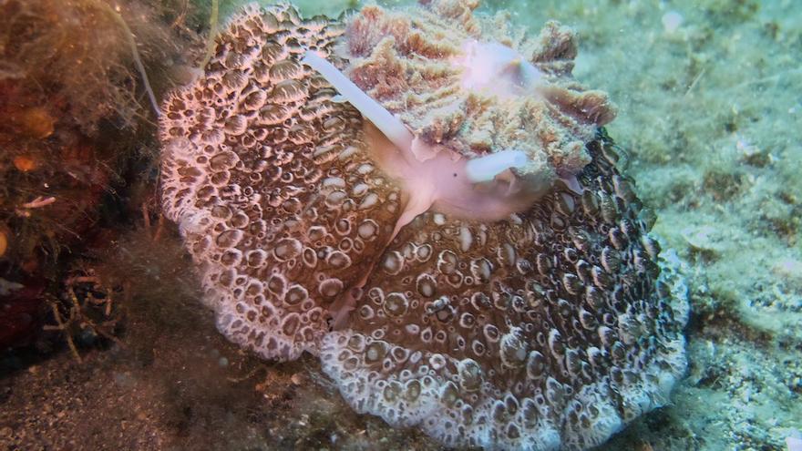 Este es el extraño animal marino que se ha encontrado en aguas canarias