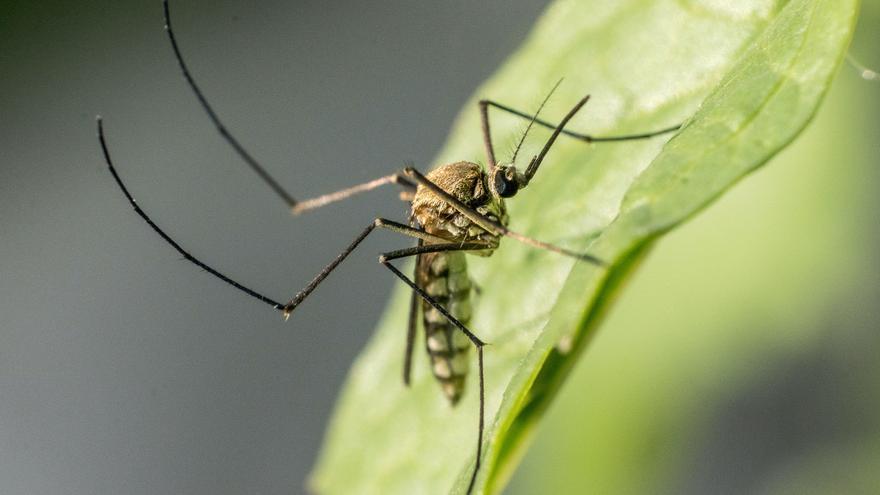 Cómo aliviar las picaduras de mosquito con vinagre: te olvidarás del dolor en segundos