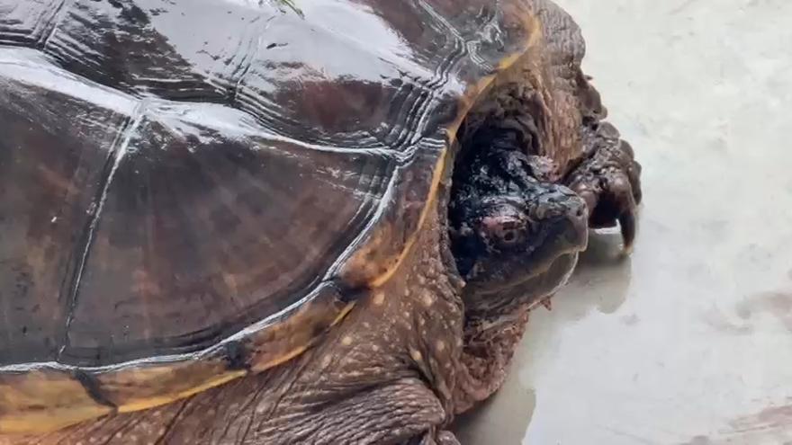 La tortuga mossegadora trobada al Port de Portbou