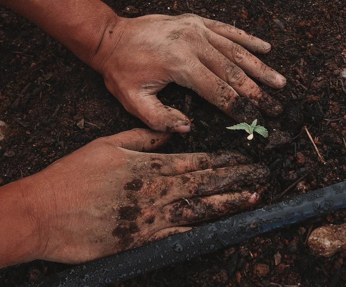 ¿España se desertifica o gana bosques?