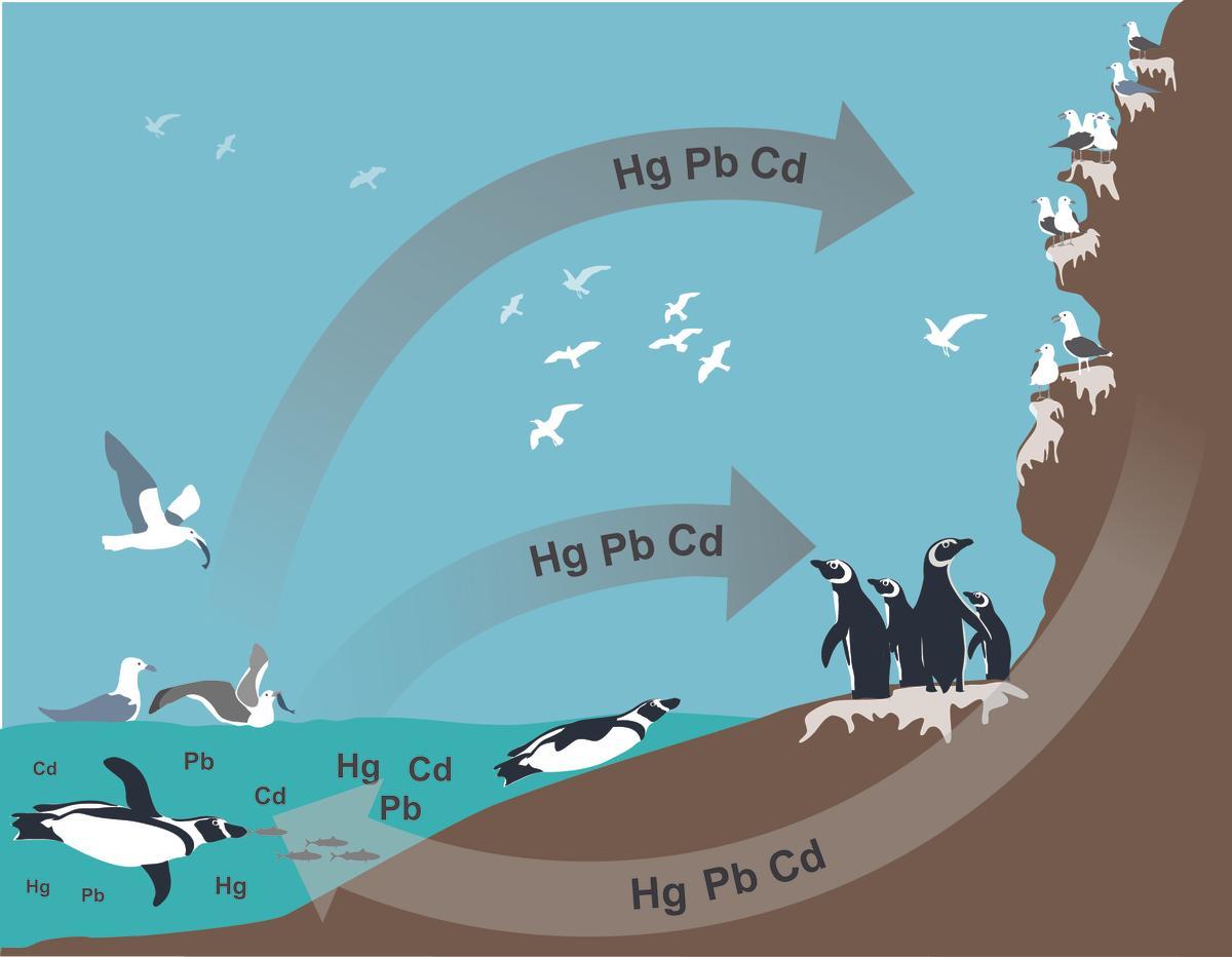 Ciclo de los metales tóxicos.