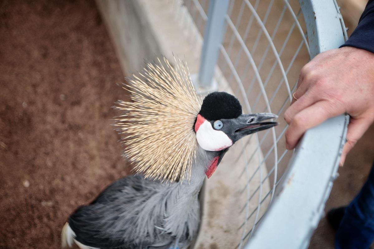 Sisí Emperatriz, un macho de grulla coronada africana.