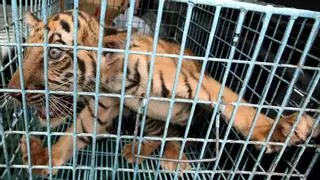 Día internacional del tigre: la población aumenta un 74% en 13 años, pero la especie sigue en peligro