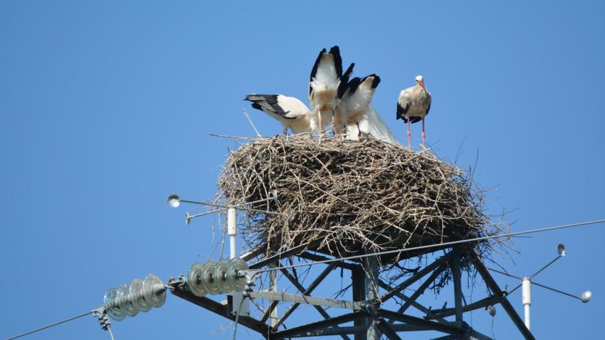 Preguntas científicas (I): ¿Por qué los pájaros no se electrocutan?