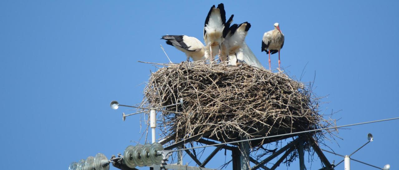 Una familia de cigüeñas en un nido situado sobre un tendido eléctrico