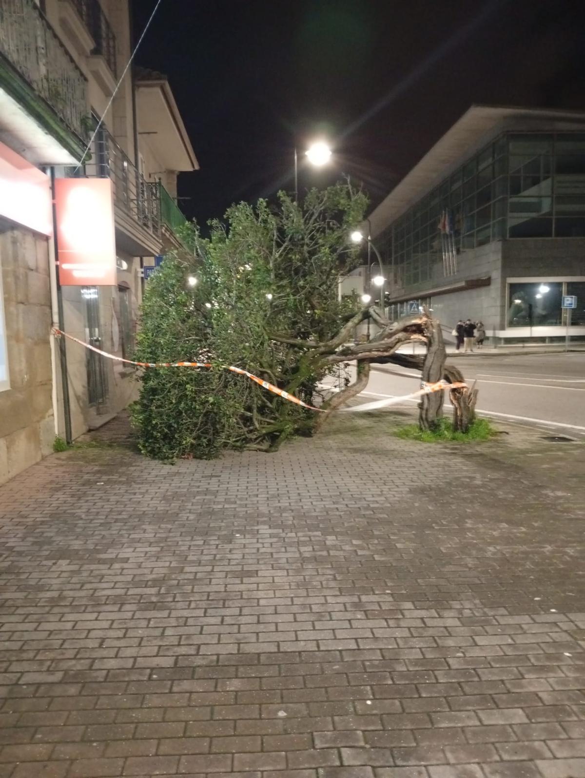 El bonetero japonés frente al Concello de Cangas que partió el viento.