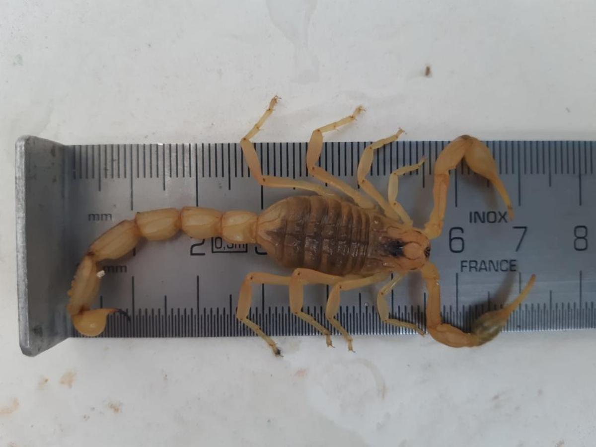 Hallado un escorpión amarillo en Ibiza, el primero detectado en Baleares