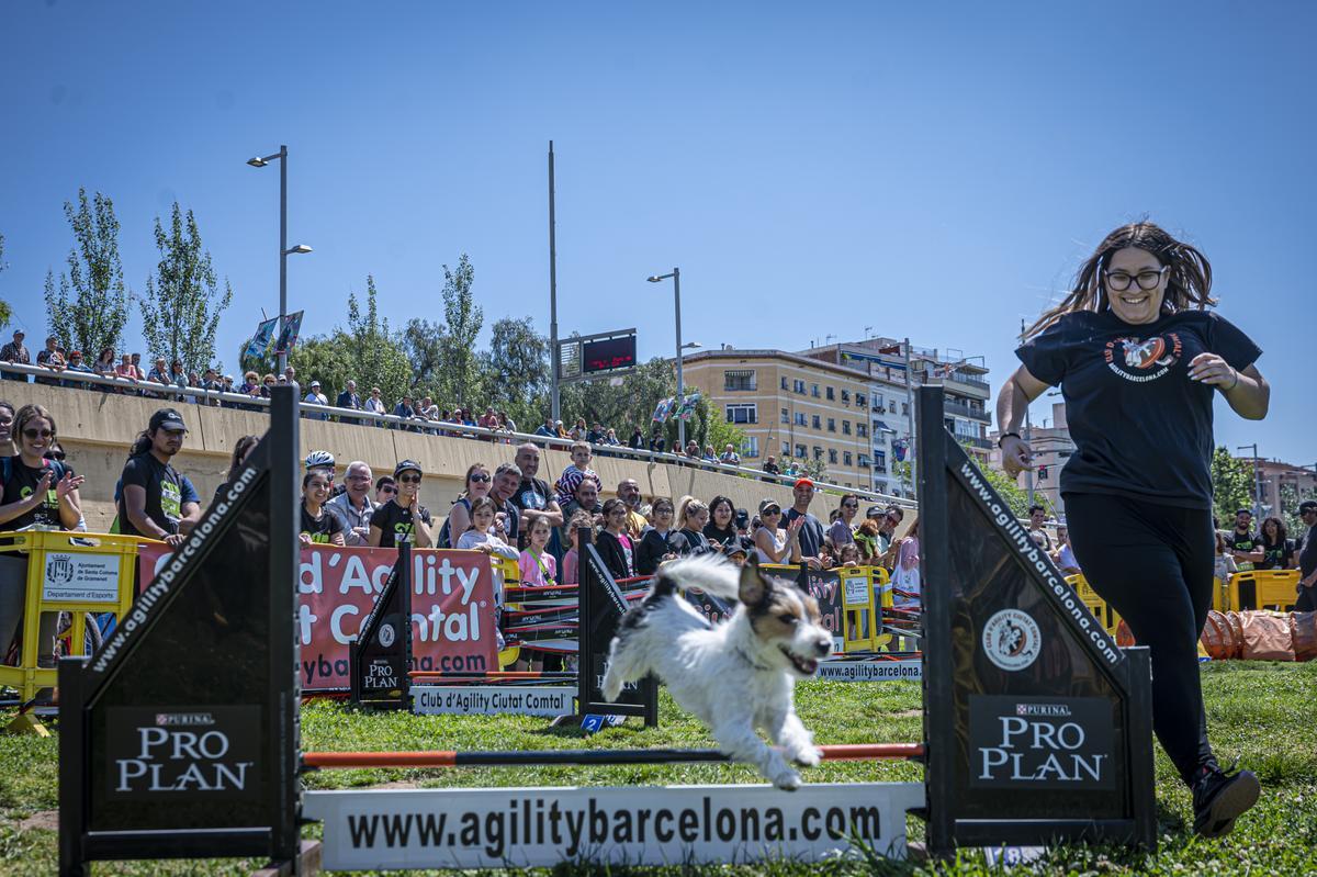 CAN WE RUN BARCELONA. La carrera organizada por Prensa Ibérica y El Periódico de Catalunya con la colaboración de Sport ,  donde las personas y sus mascotas perrunas corren en familia