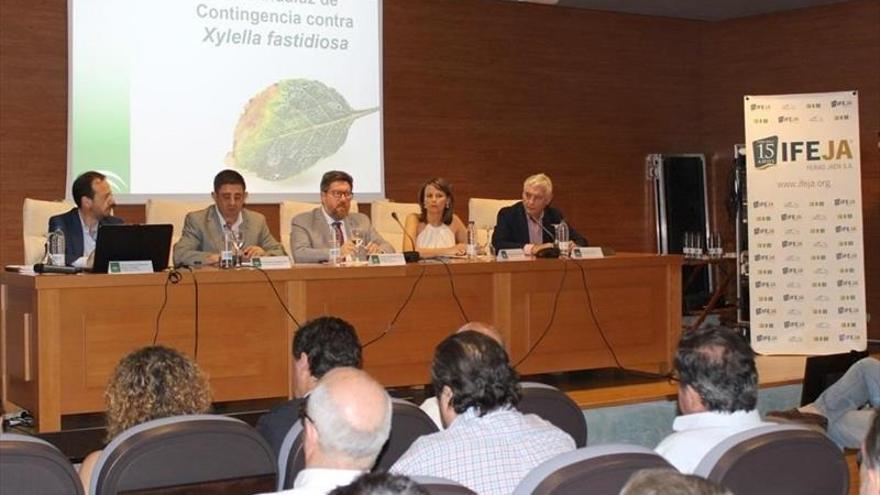 Andalucía activa un teléfono de consulta contra la ‘Xylella fastidiosa’