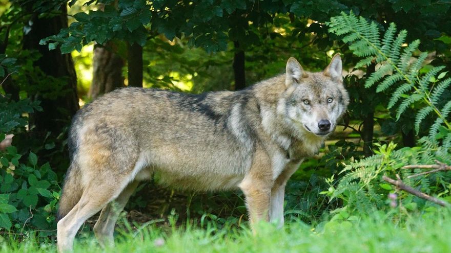 El Comité Económico y Social Europeo rechaza rebajar la protección al lobo
