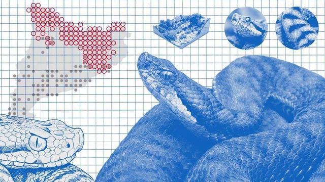 Les dues espècies d’escurçons de Catalunya.