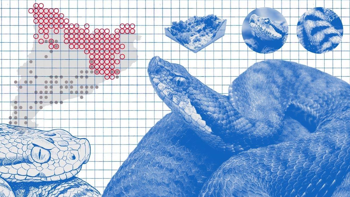 Las dos víboras de Catalunya