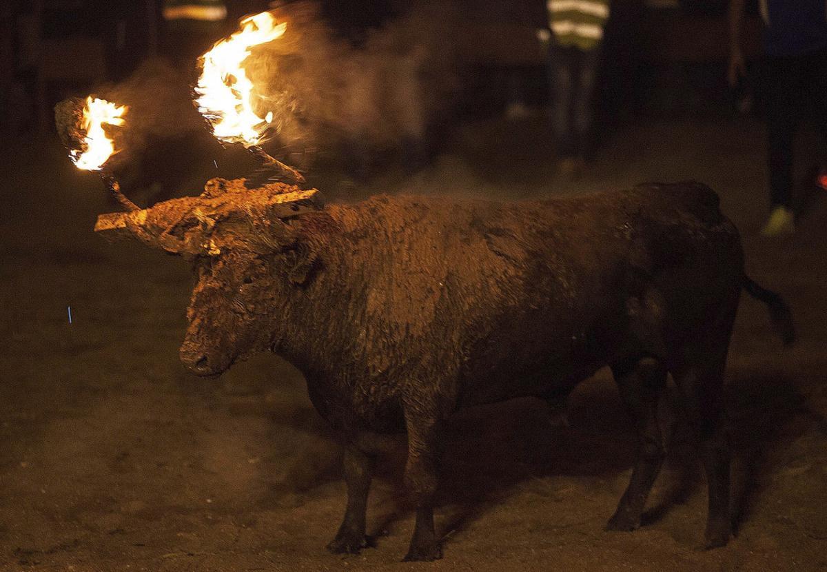 GRA036. MEDINACELI (SORIA), 13/11/2016.- El Toro Jubilo, el único toro de fuego que pervive en Castilla y León y que está en el punto de mira de las asociaciones animalistas, ha cumplido de nuevo esta noche su ritual, seguido por casi tres mil personas y protegido por fuertes medidas de seguridad para evitar que fuera boicoteado como hace dos años. Más de un centenar de miembros de los Cuerpos de Seguridad del Estado, junto con voluntarios de la asociación del Toro Jubilo, han controlado el acceso a la plaza Mayor medinense, desde primeras horas de la tarde. EFE/Wifredo García