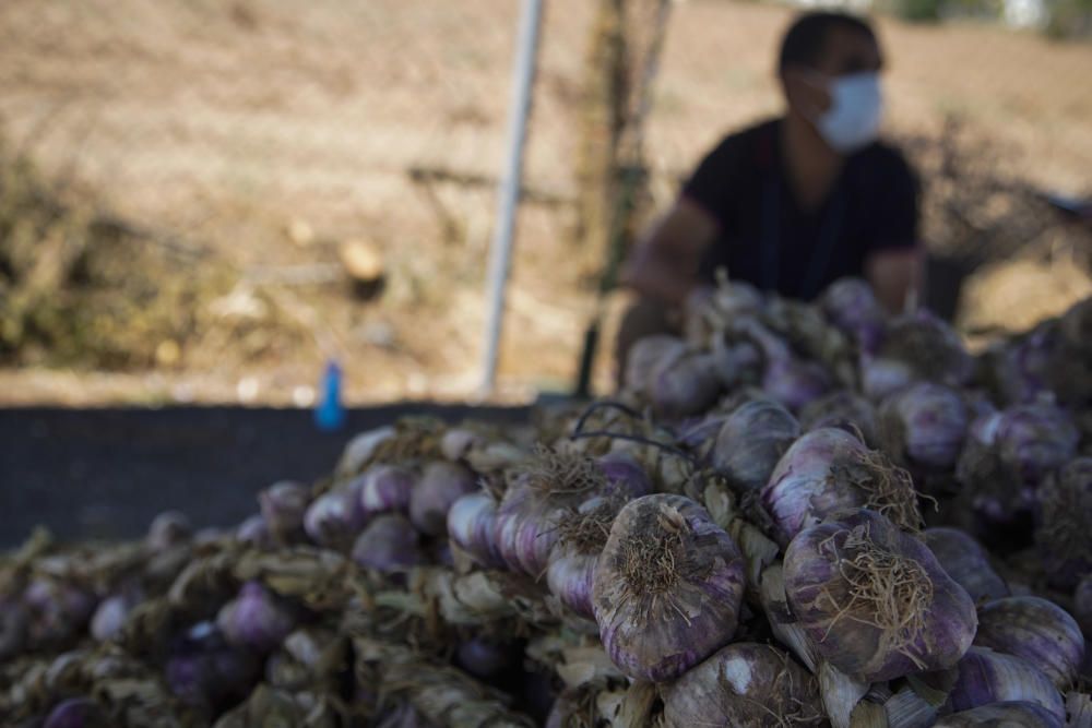 La Feria del Ajo de Zamora, reconvertida en Ifeza