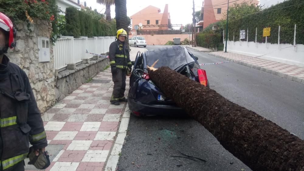 Actuación de bomberos por dos palmeras caídas en el Paseo Marítimo Ciudad de Melilla.