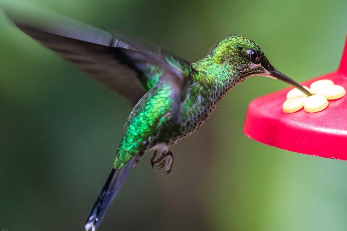 Los colibríes también usan el olfato para detectar enemigos