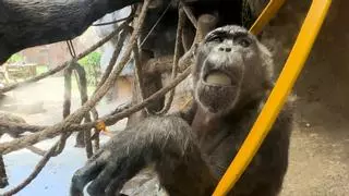 Vídeo | Así se refrescan los animales del Zoo de Barcelona en plena ola de calor