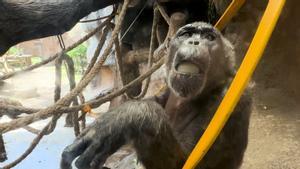 Medidas contra el calor en el zoo de Barcelona