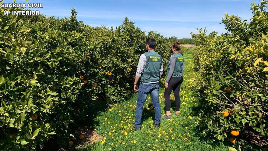 La Guardia Civil en un campo de naranjas.