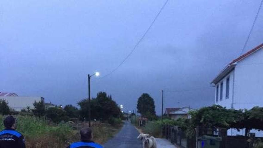 La Policía Local tuvo que ahuyentar a los perros.